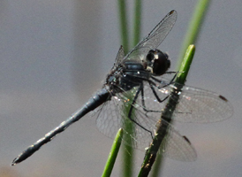 Double-ringed Pennant